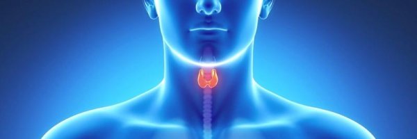 УЗИ щитовидной железы | Семашко
